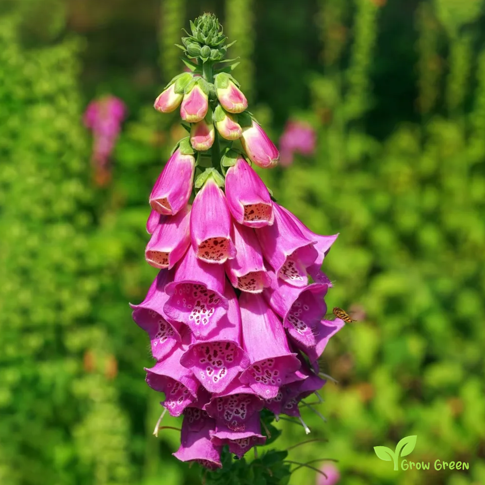 20 seeds of Common Foxglove - DIGITALIS PURPUREA + 5 seeds of Sunflower