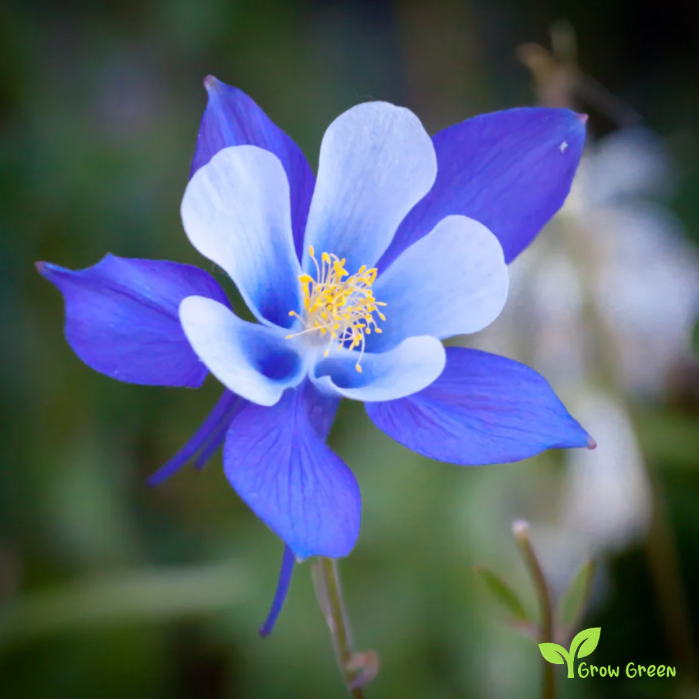20 seeds of Colorado Blue Columbine - AQUILEGIA COERULEA + 5 seeds of Sunflower