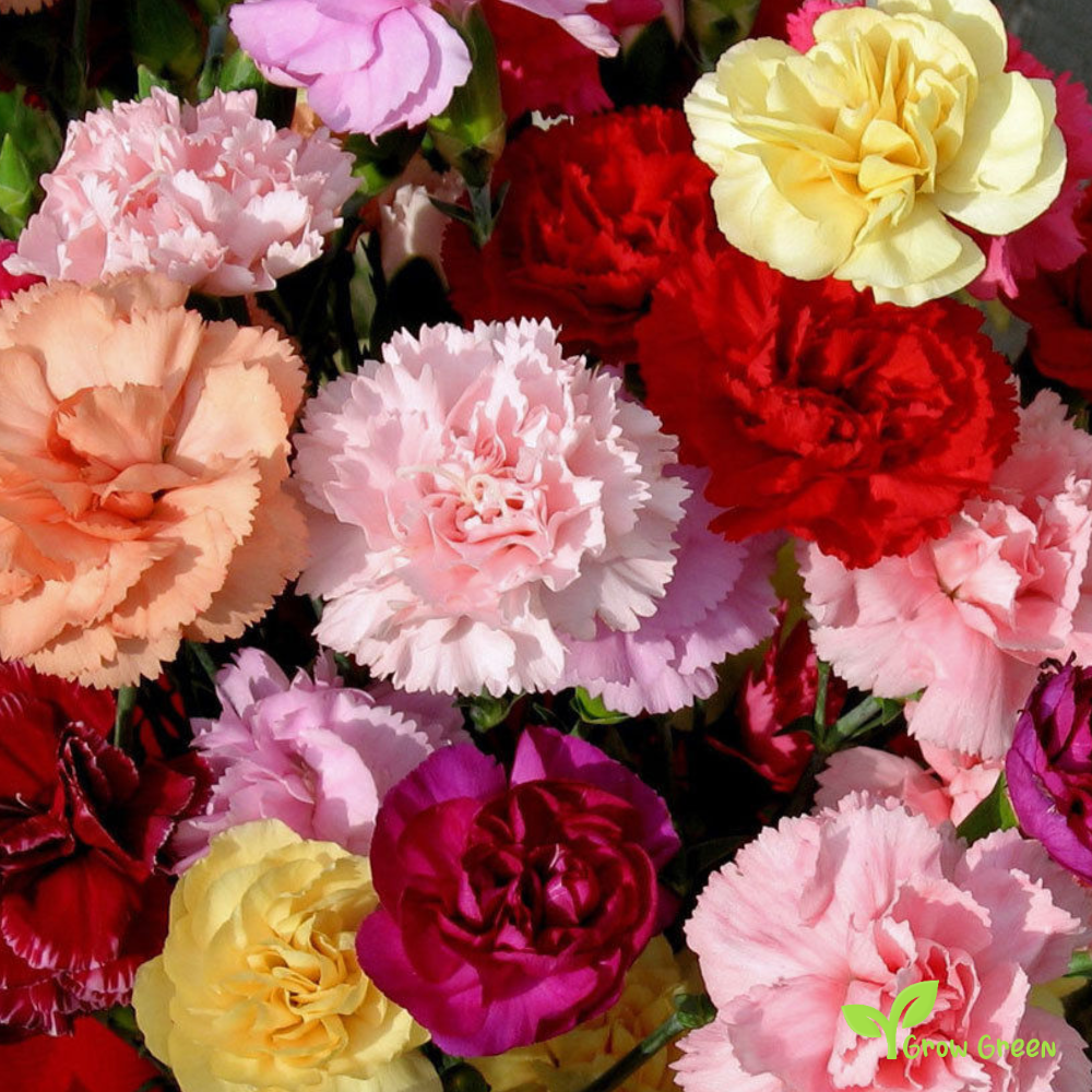 20 seeds of Carnation Mix - DIANTHUS CARYOPHYLLUS Clove Pink + 5 seeds of Sunflower