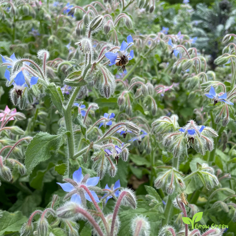 20 seeds of Borage - BORAGO OFFICINALIS - Starflower + 5 seeds of Sunflower