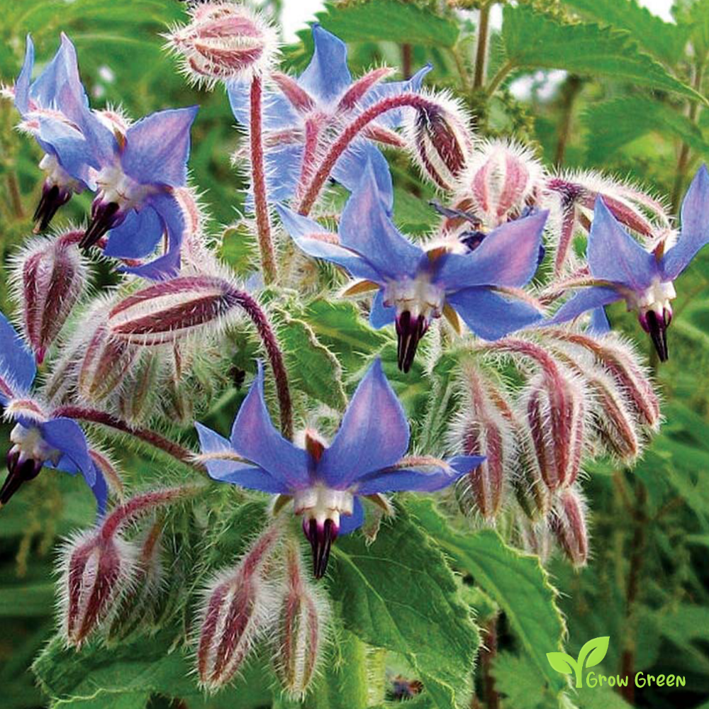 20 seeds of Borage - BORAGO OFFICINALIS - Starflower + 5 seeds of Sunflower