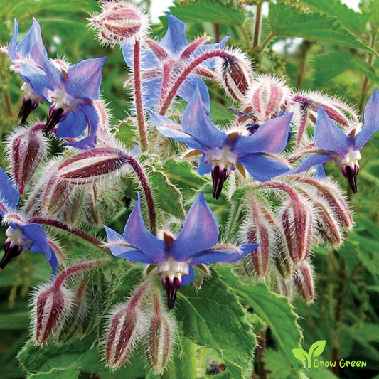 20 seeds of Borage - BORAGO OFFICINALIS - Starflower + 5 seeds of Sunflower