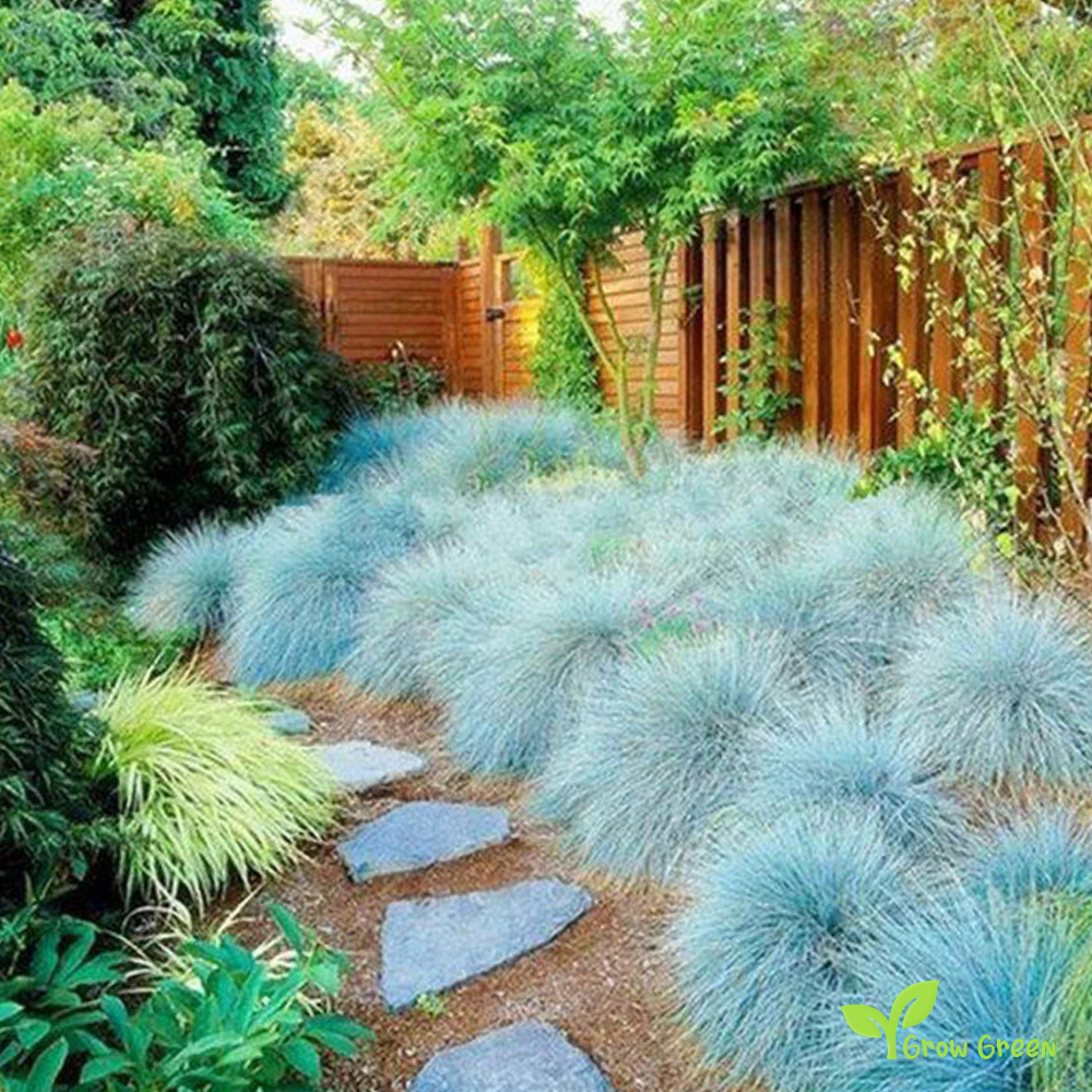20 seeds of Blue Fescue - FESTUCA GLAUCA + 5 seeds of Sunflower