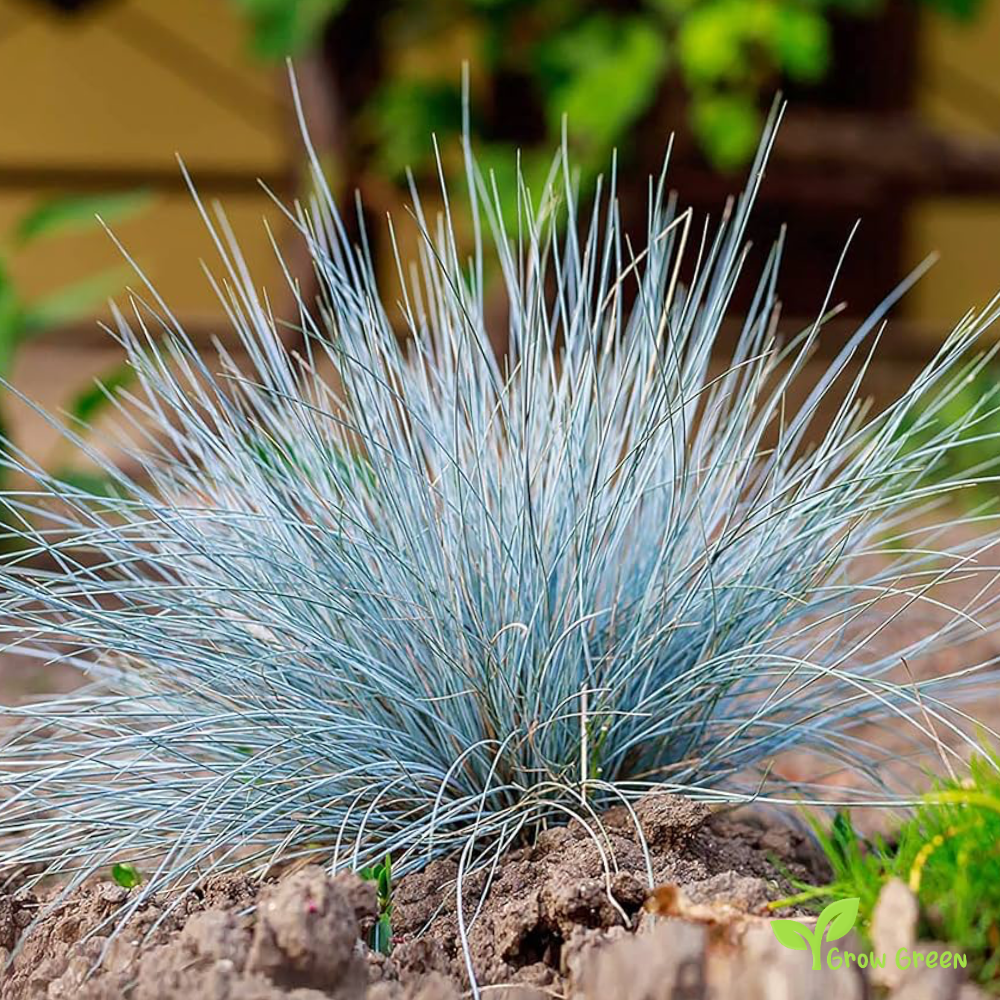 20 seeds of Blue Fescue - FESTUCA GLAUCA + 5 seeds of Sunflower