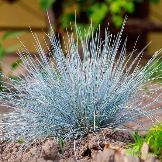 20 seeds of Blue Fescue - FESTUCA GLAUCA + 5 seeds of Sunflower