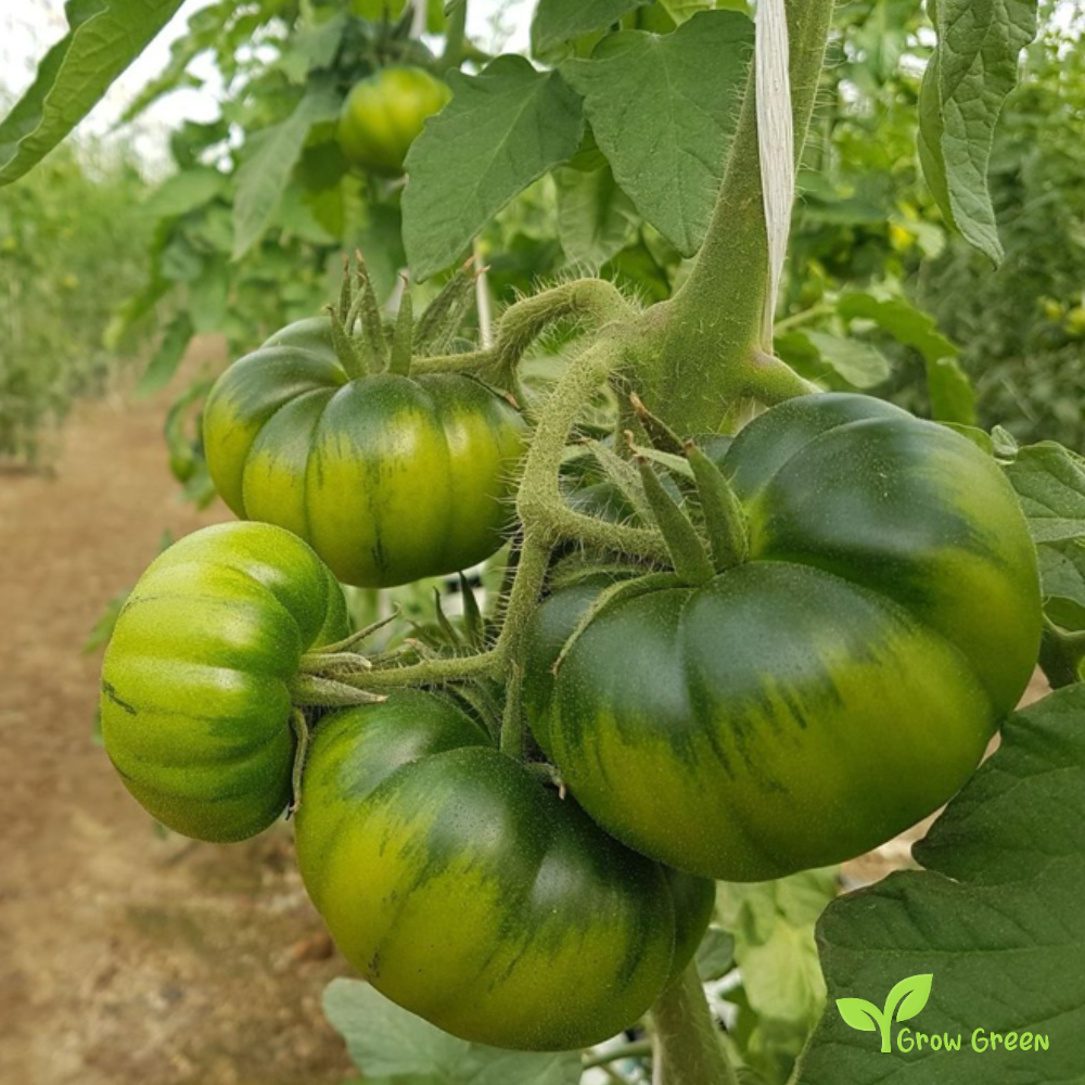 10 seeds Marmande Tomato - SOLANUM LYCOPERSICUM + 5 seeds of Sunflower