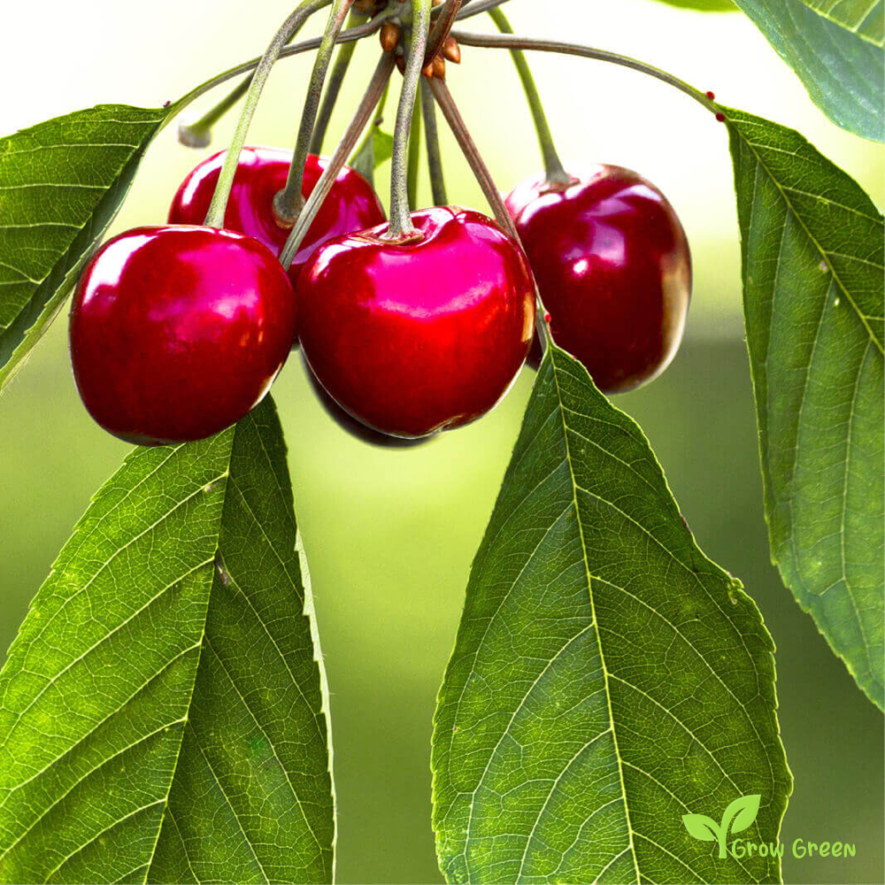 5 seeds of Wild Cherry - PRUNUS AVIUM - Sweet Cherry + 5 seeds of Sunflower