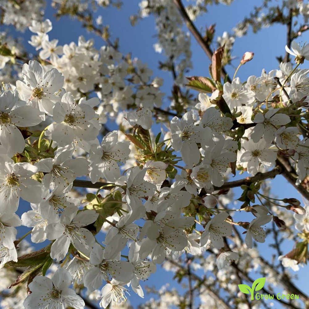 5 seeds of Wild Cherry - PRUNUS AVIUM - Sweet Cherry + 5 seeds of Sunflower