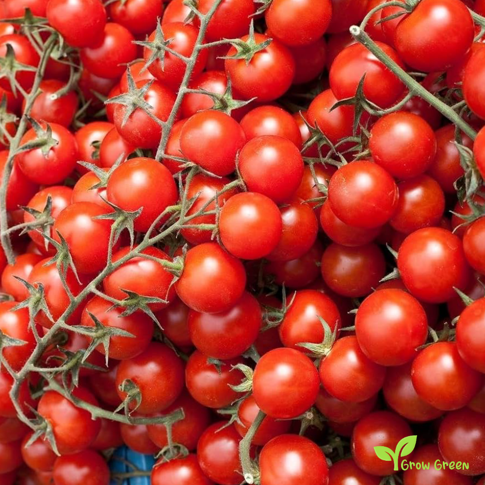 10 seeds Cherry Tomato - SOLANUM LYCOPERSICUM + 5 seeds of Sunflower