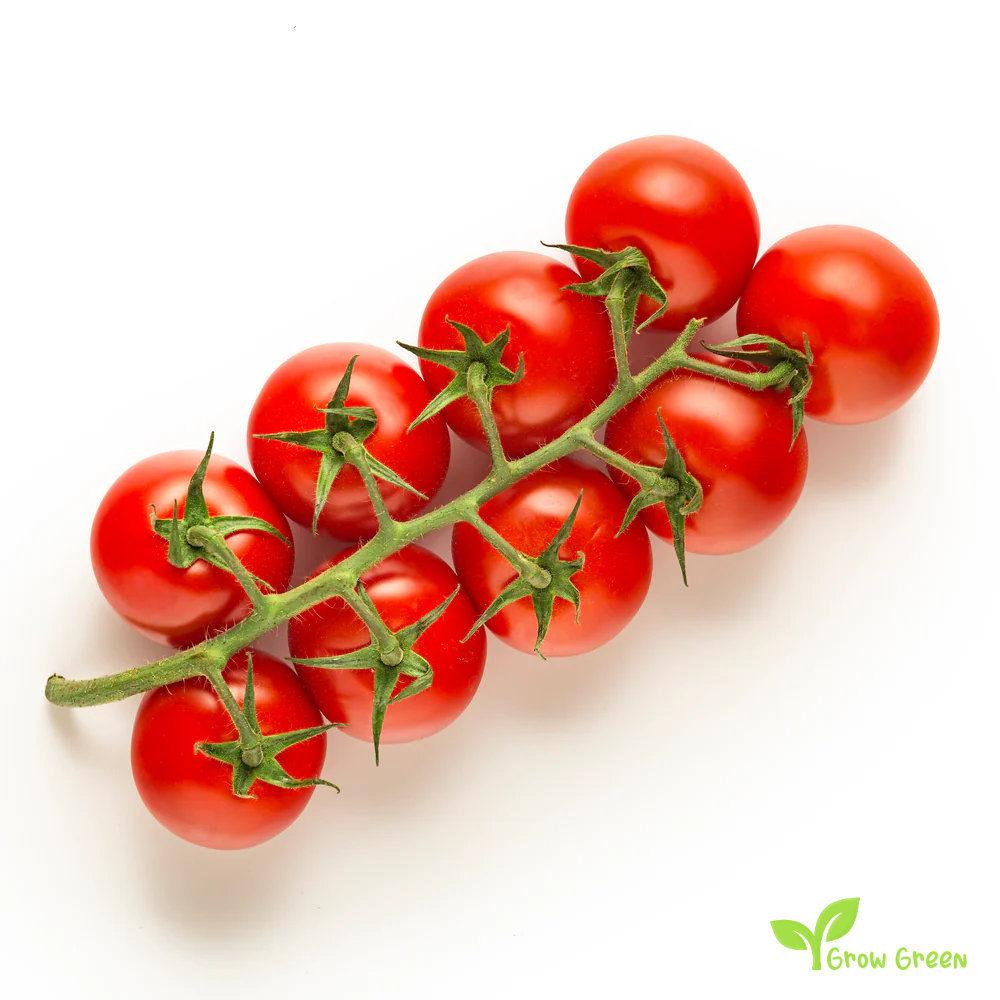 10 seeds Cherry Tomato - SOLANUM LYCOPERSICUM + 5 seeds of Sunflower
