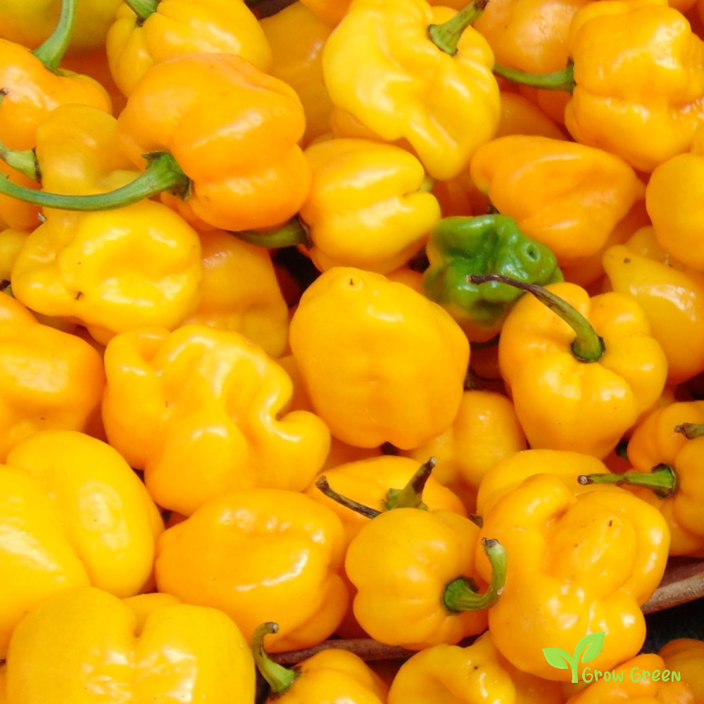 10 seeds of Yellow Jamaican Hot Chilli - CAPSICUM CHINENESE - 5 seeds Sunflower