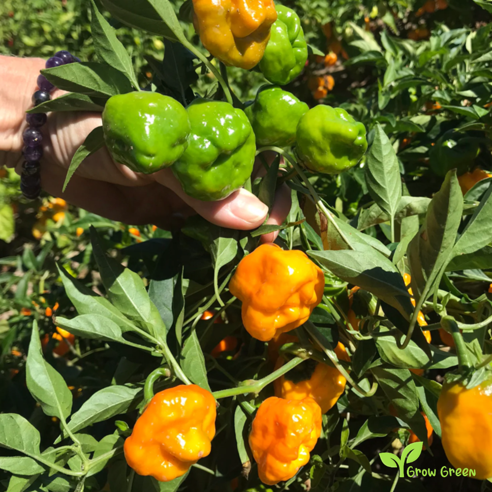 10 seeds of Yellow Jamaican Hot Chilli - CAPSICUM CHINENESE - 5 seeds Sunflower