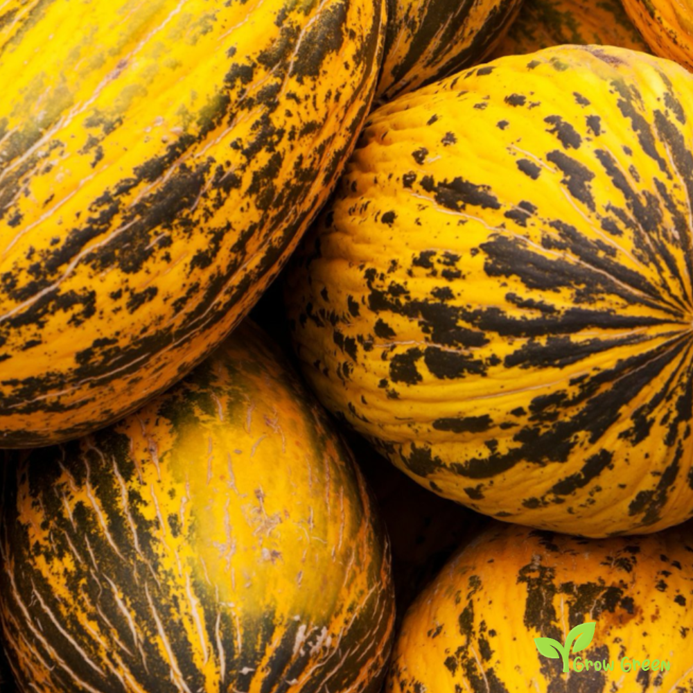 30 seeds of Dalaman Turkish Melon - CUCUMIS MELO + GIFT 5 seeds Sunflower