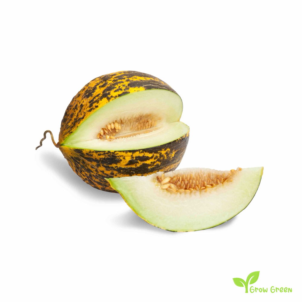 30 seeds of Dalaman Turkish Melon - CUCUMIS MELO + GIFT 5 seeds Sunflower