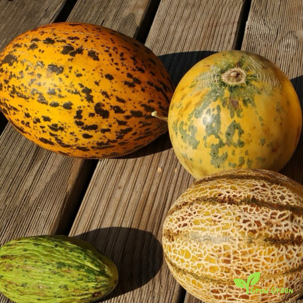 30 seeds of Dalaman Turkish Melon - CUCUMIS MELO + GIFT 5 seeds Sunflower