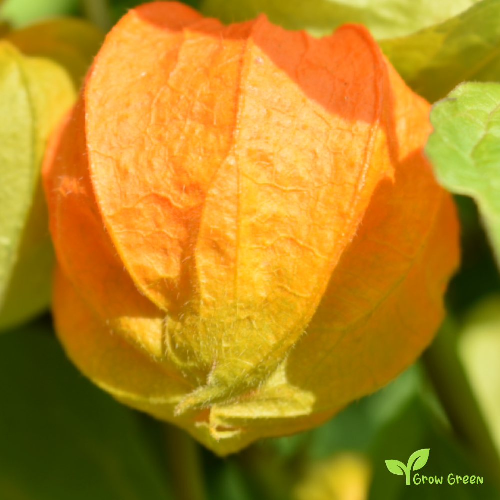 30 seeds of Chinese Lantern - PHYSALIS ALKEKENGI + GIFT 5 seeds Sunflower