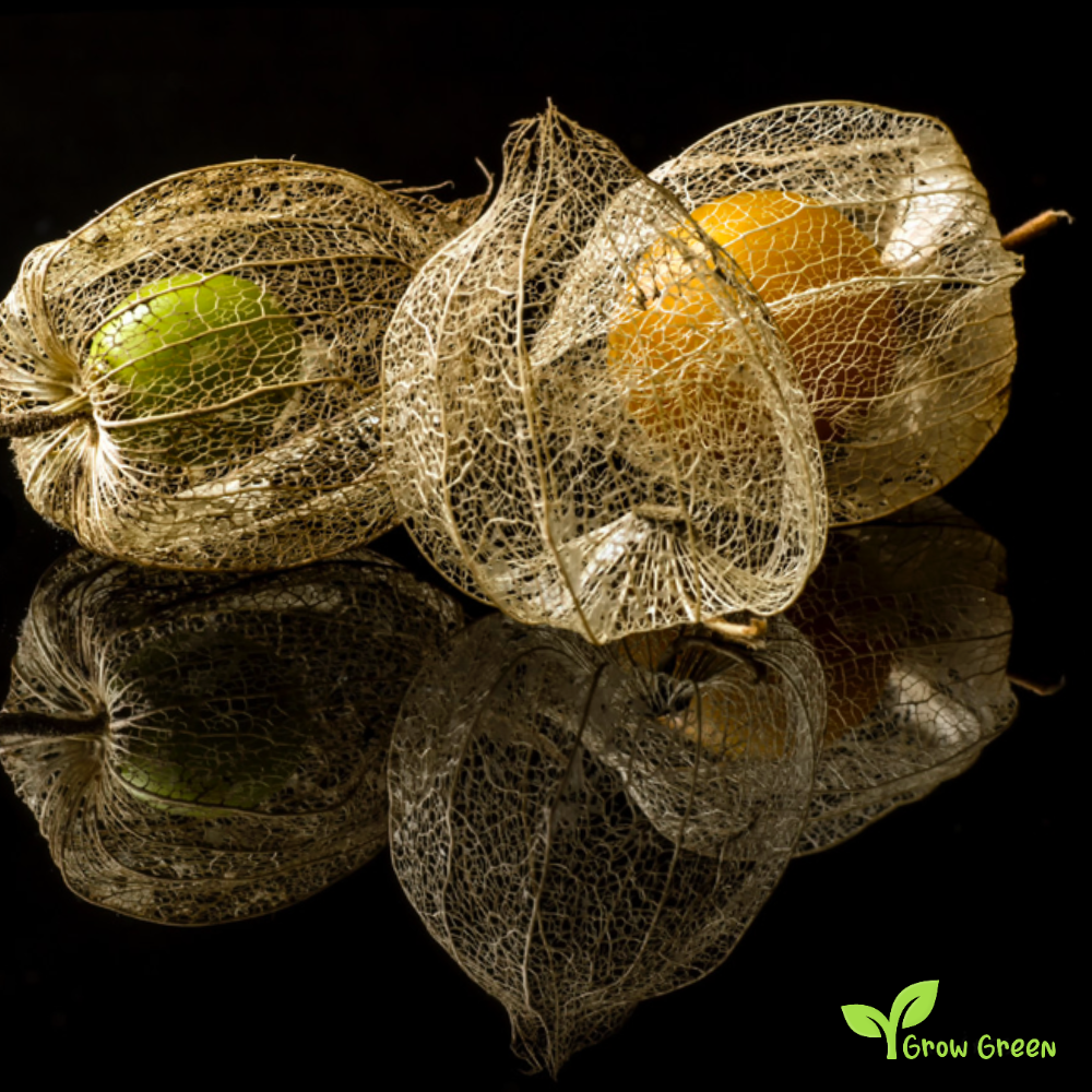 30 seeds of Chinese Lantern - PHYSALIS ALKEKENGI + GIFT 5 seeds Sunflower