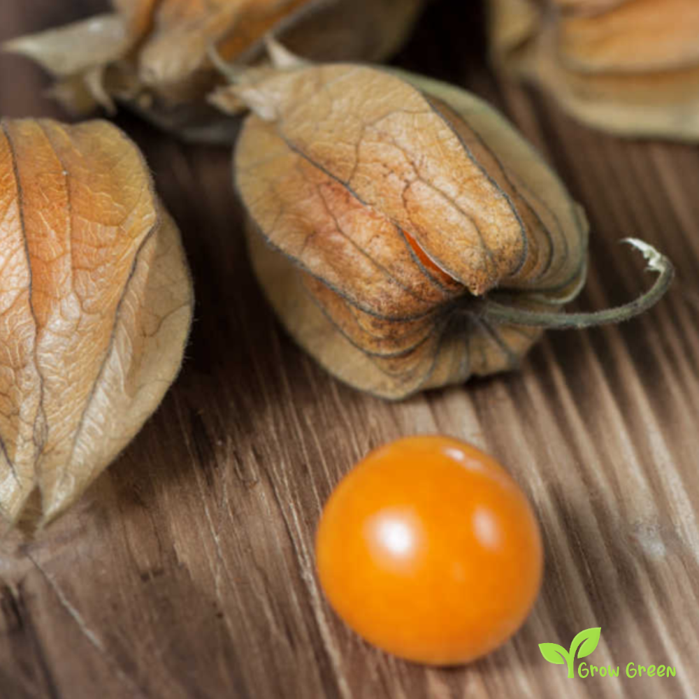 30 seeds of Chinese Lantern - PHYSALIS ALKEKENGI + GIFT 5 seeds Sunflower