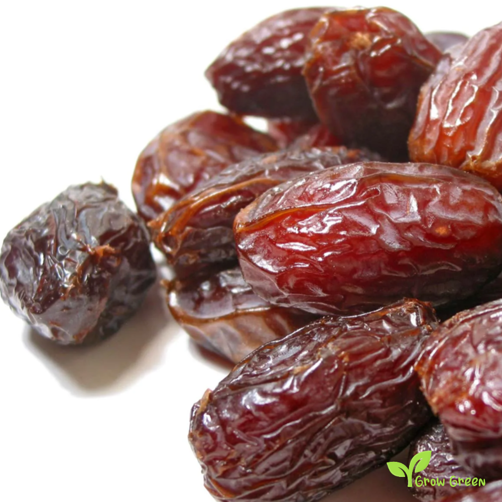 5 seeds of Date Palm - PHOENIX DACTYLIFERA - Date + 5 seeds Sunflower