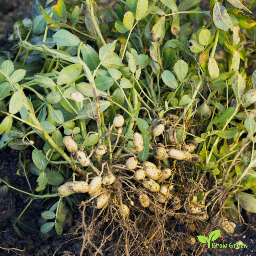 5 seeds of Peanut - ARACHIS HYPOGAEA - Monkey Nut + GIFT 5 seeds of Sunflower