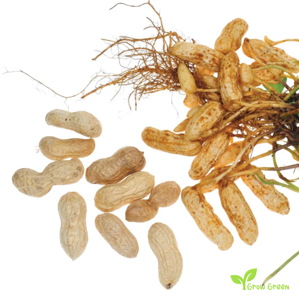 5 seeds of Peanut - ARACHIS HYPOGAEA - Monkey Nut + GIFT 5 seeds of Sunflower