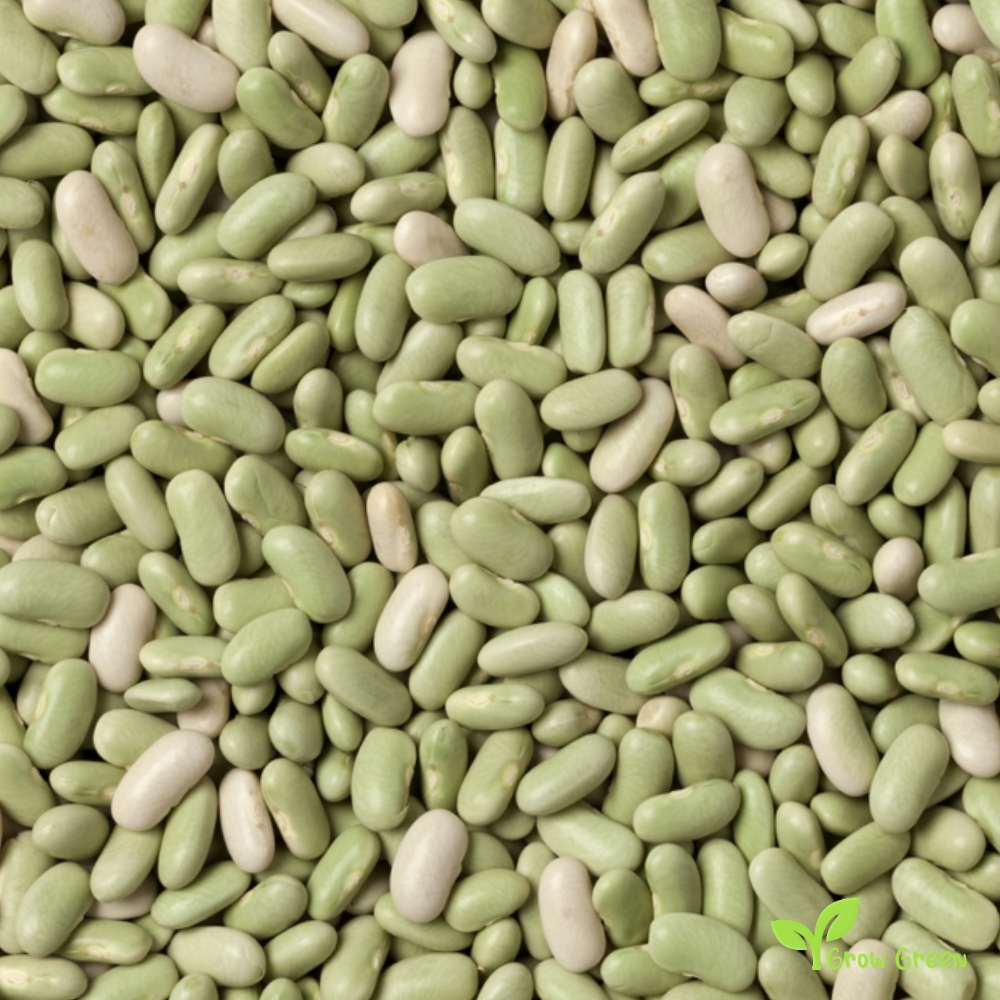 50 seeds of Flageolot Bean - Phaseolus Vulgaris - Beans + GIFT 5 seeds Sunflower