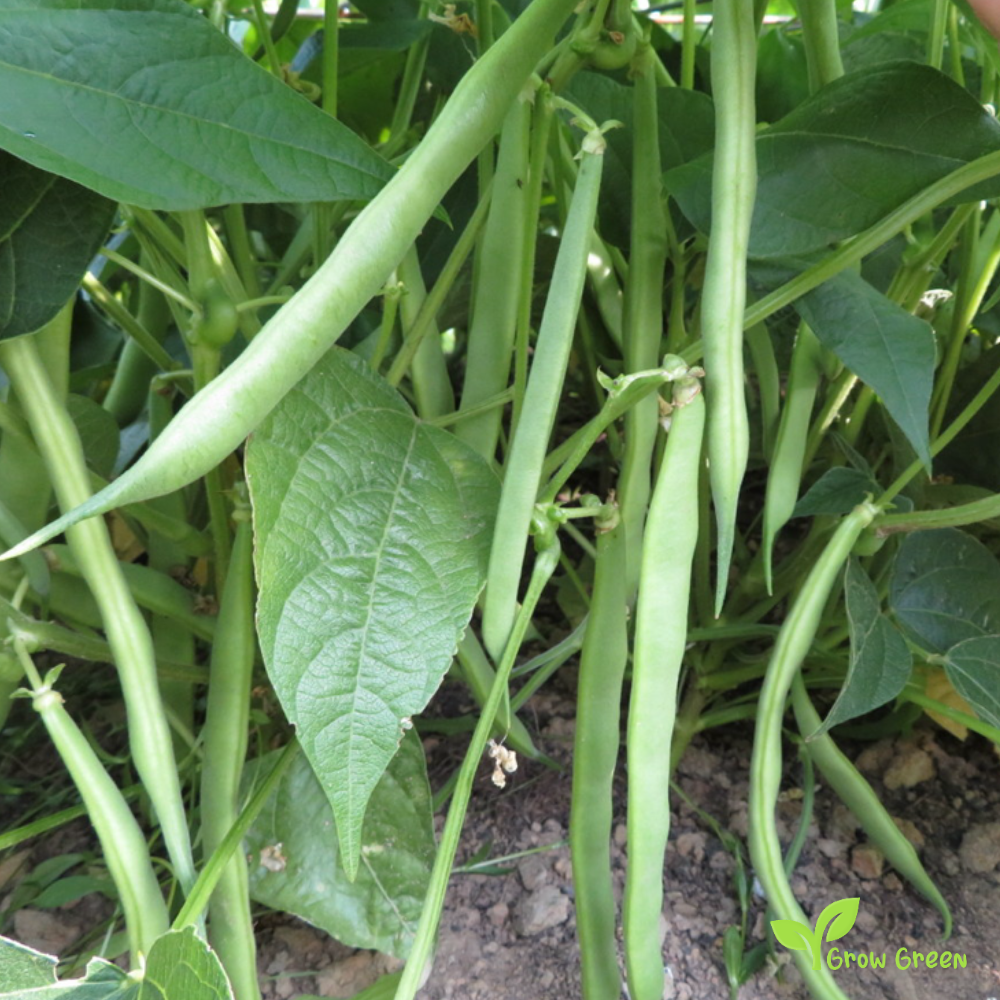 50 seeds of Flageolot Bean - Phaseolus Vulgaris - Beans + GIFT 5 seeds Sunflower