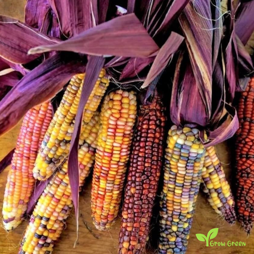 10 seeds of Red Maize - ZEA MAYS - Red Corn + Gift 5 seeds Sunflower