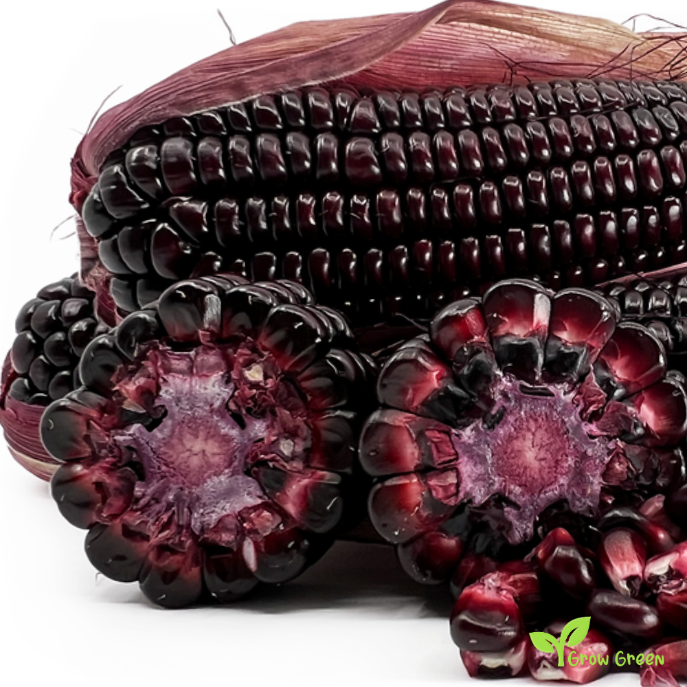 10 seeds of Amber Maize - ZEA MAYS - Amber Corn + GIFT 5 seeds Sunflower