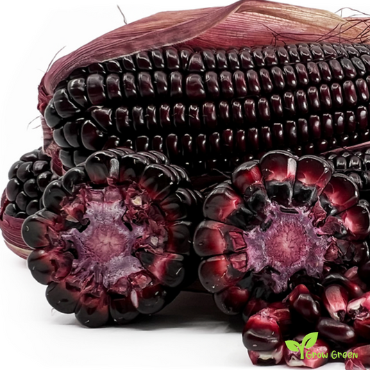 10 seeds of Amber Maize - ZEA MAYS - Amber Corn + GIFT 5 seeds Sunflower