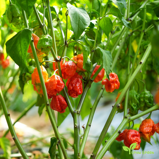 5 seeds Carolina Reaper Chilli - CAPSICUM CHINENESE - 2017 Record +5s. Sunflower