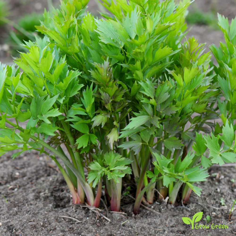 20 seeds of Lovage - LEVISTICUM OFFICINALE - 5 seeds Sunflower