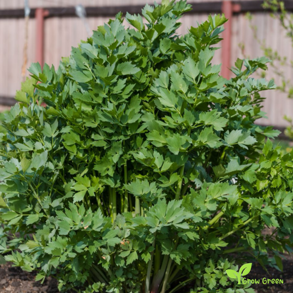20 seeds of Lovage - LEVISTICUM OFFICINALE - 5 seeds Sunflower