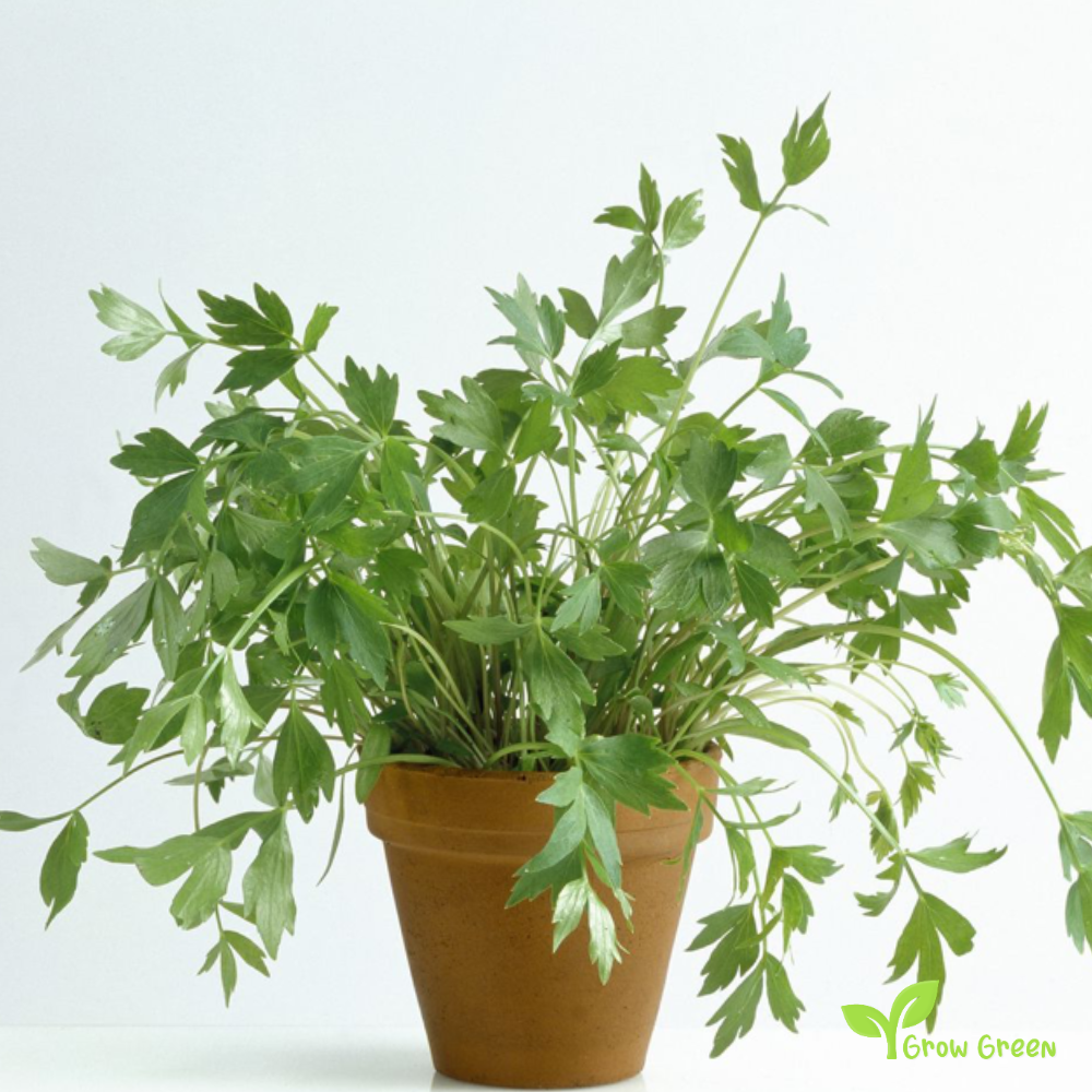 20 seeds of Lovage - LEVISTICUM OFFICINALE - 5 seeds Sunflower