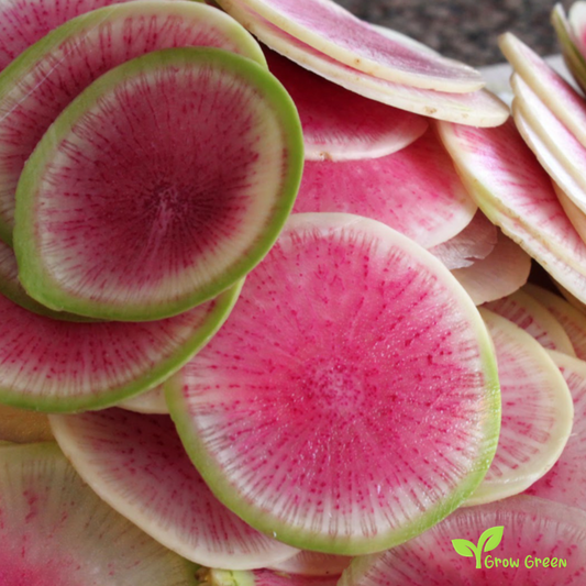 50 seeds of Winter Radish Watermelon Red Meat - RAPHANUS SATIVUS +5s Sunflower
