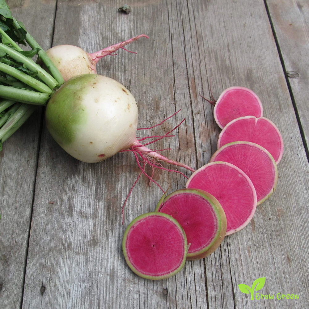50 seeds of Winter Radish Watermelon Red Meat - RAPHANUS SATIVUS +5s Sunflower