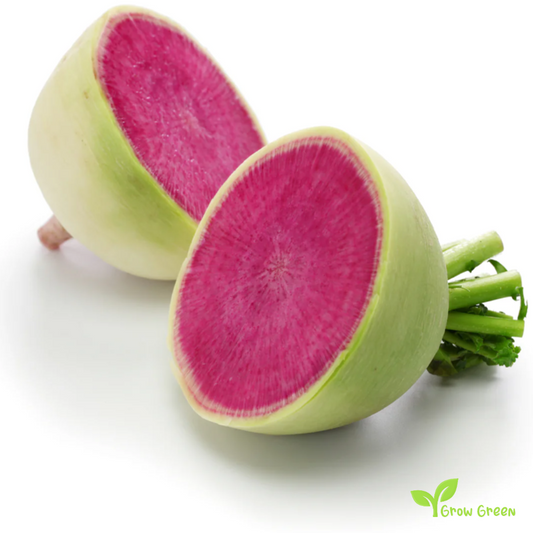 50 seeds of Winter Radish Watermelon Red Meat - RAPHANUS SATIVUS +5s Sunflower