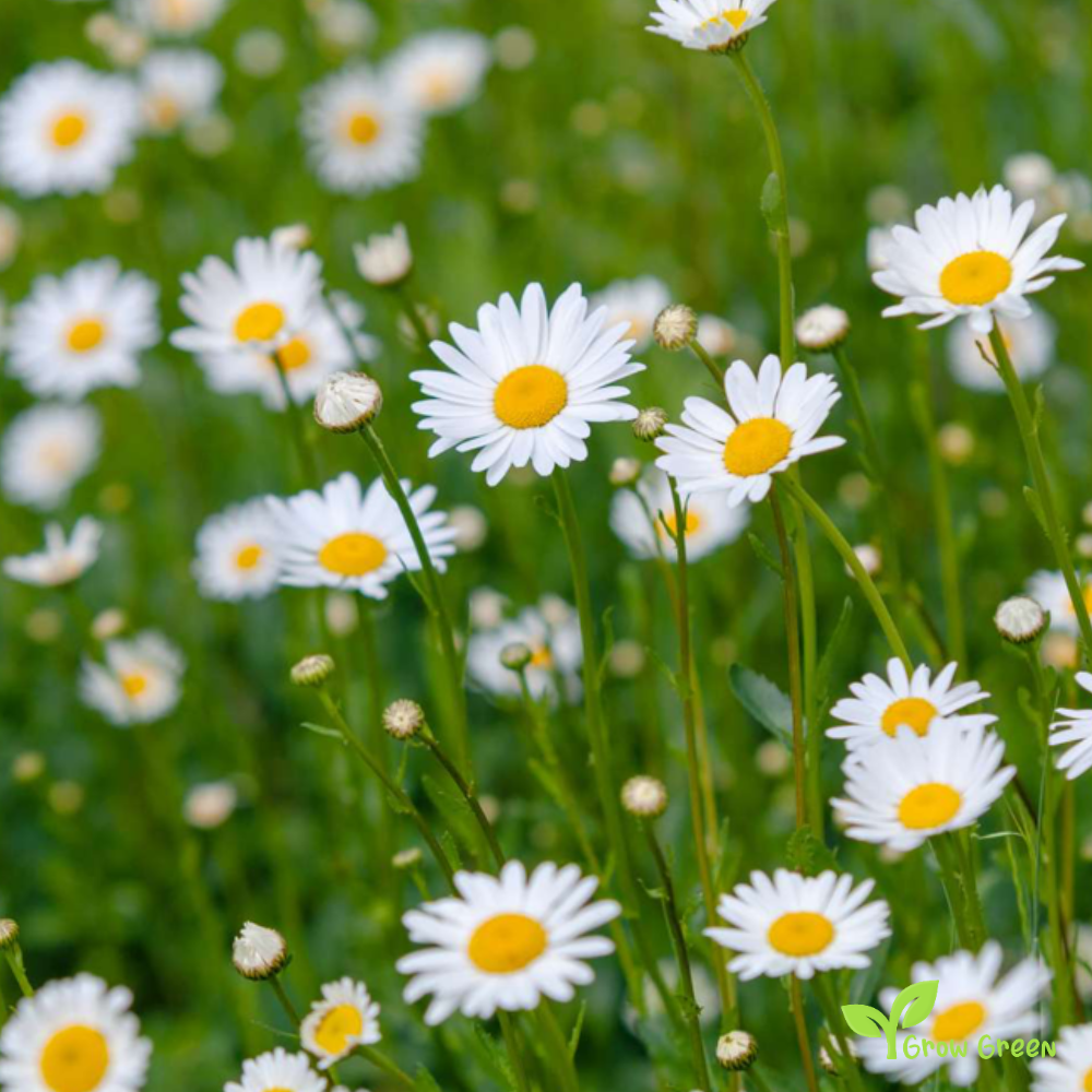 50 seeds of Ox Eye Daisy - LEUCANTHEMUM VULGARE - Oxeye + 5 seeds Sunflower