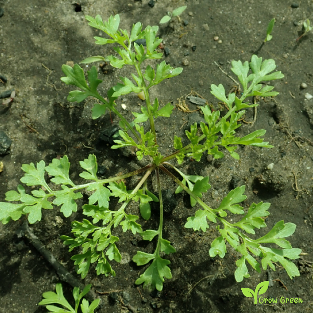 200 seeds of Garden Cress - LEPIDIUM SATIVUM + 5 seeds of Sunflower