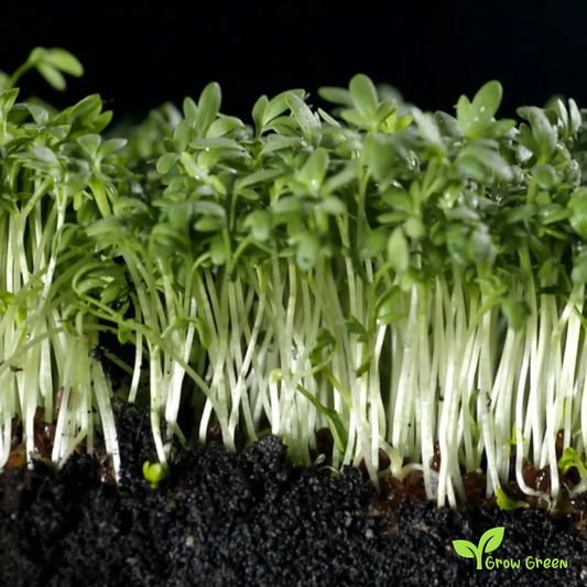 200 seeds of Garden Cress - LEPIDIUM SATIVUM + 5 seeds of Sunflower