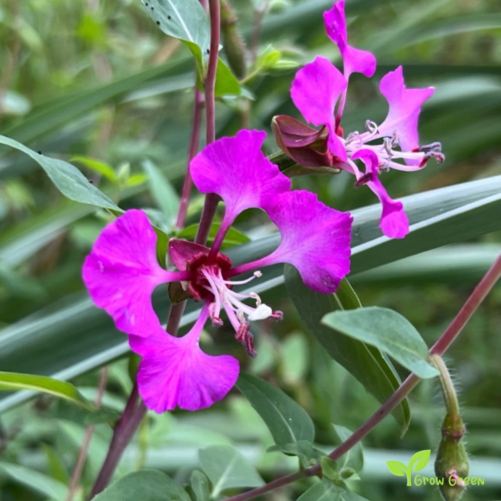 30 seeds of Elegant Clarkia - CLARKIA UNGUICULATA + 5 seeds of Sunflower