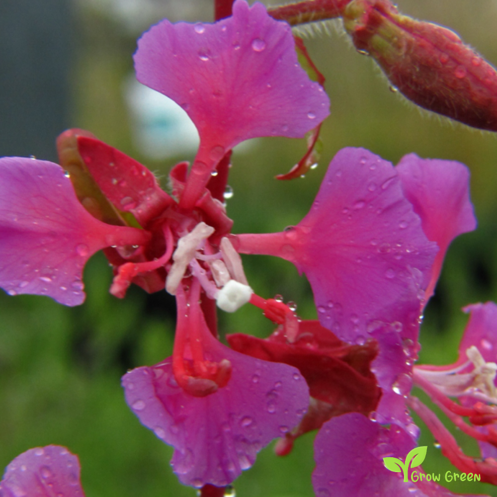 30 seeds of Elegant Clarkia - CLARKIA UNGUICULATA + 5 seeds of Sunflower