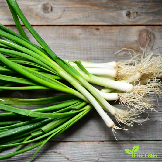 30 seeds of Welsh Onion - ALLIUM FISTULOSUM + 5 seeds of Sunflower