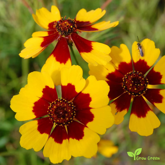 30 seeds of Plains Coeropsis - COEROPSIS TINCTORIA Calliopsis +5seeds Sunflower