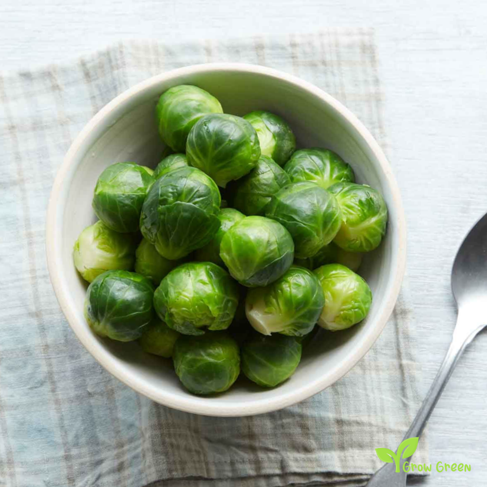 40 seeds of Brussels Sprout - BRASSICA OLERACEA + 5 seeds of Sunflower