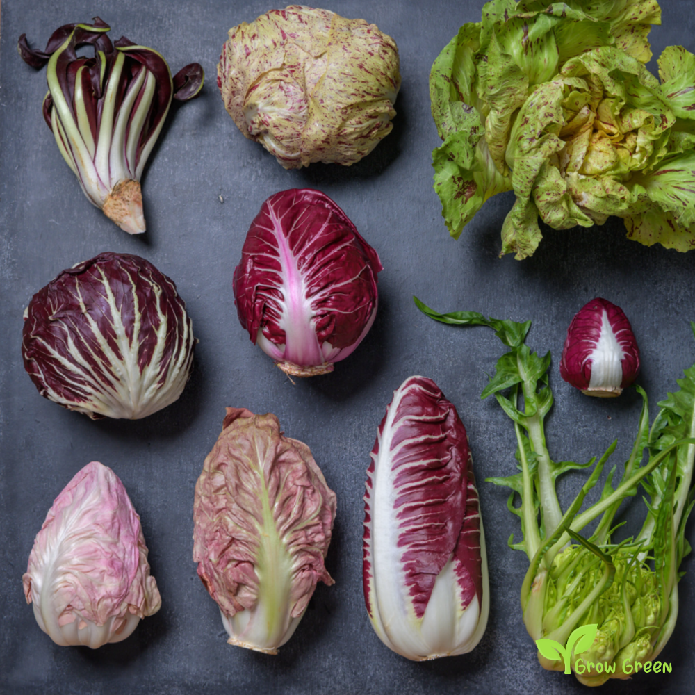 30 seeds of Radicchio Chicory - CICHORIUM INTYBUS + 5 seeds of Sunflower