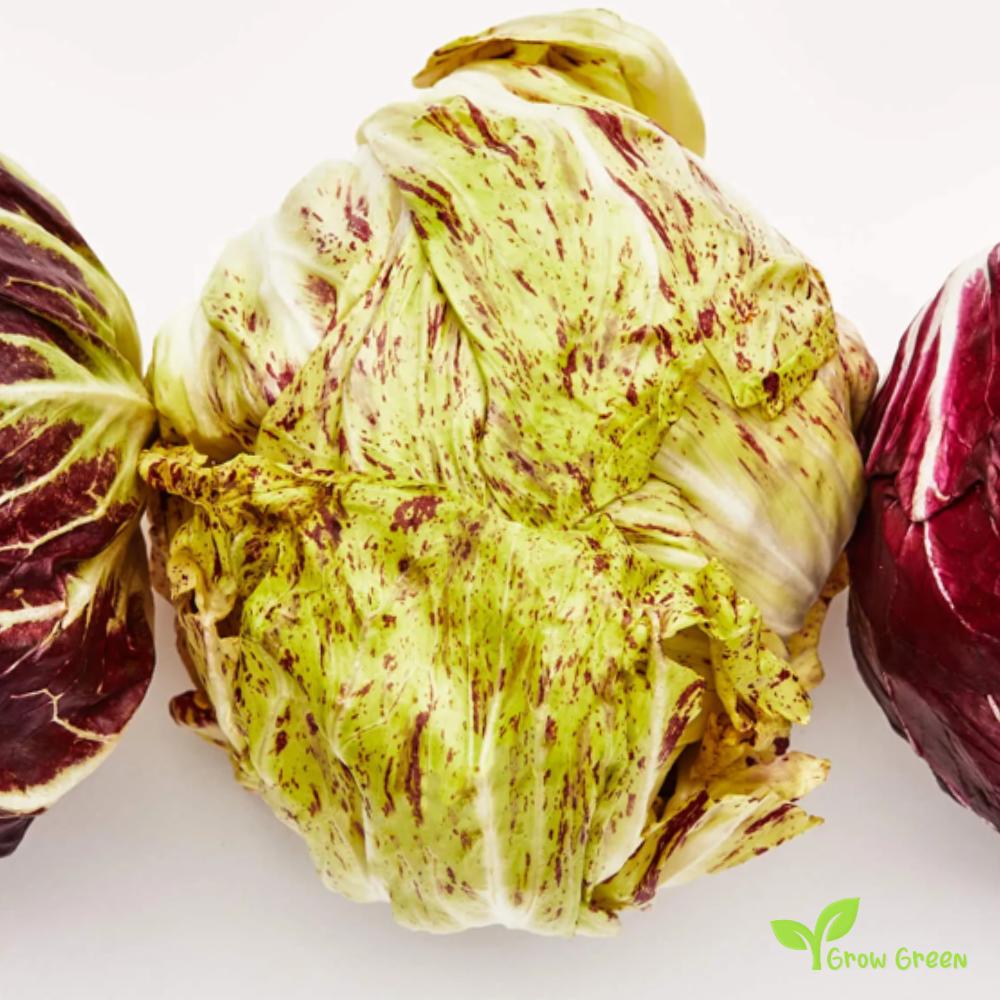 30 seeds of Radicchio Chicory - CICHORIUM INTYBUS + 5 seeds of Sunflower