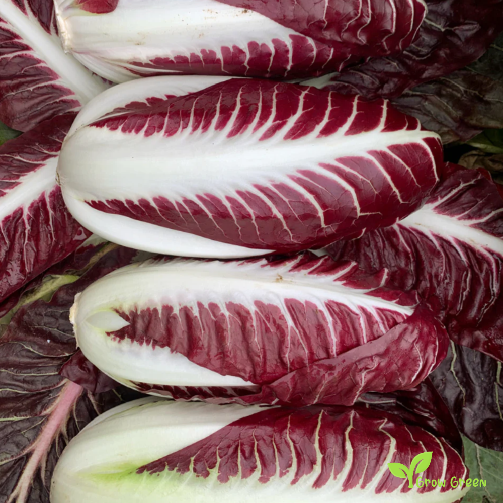 30 seeds of Radicchio Chicory - CICHORIUM INTYBUS + 5 seeds of Sunflower