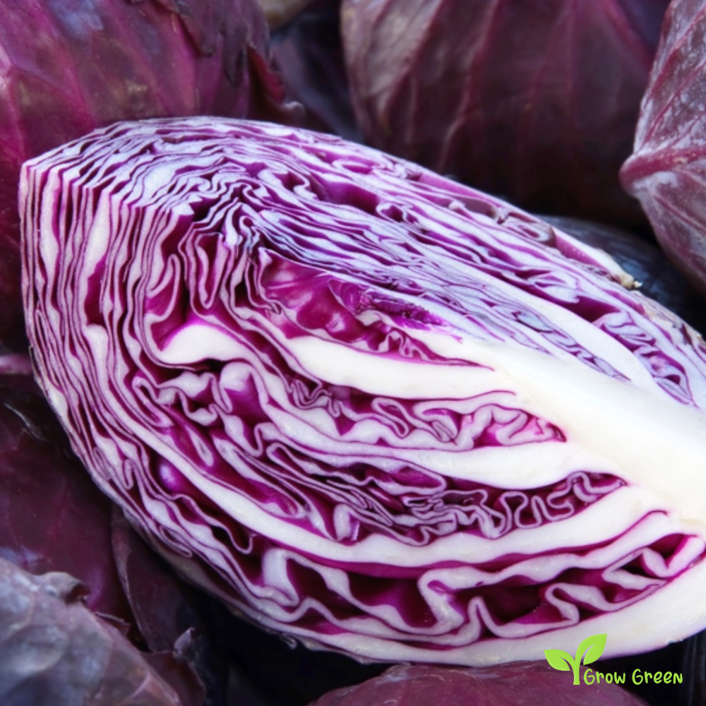 40 seeds of Red Cabbage - BRASSICA OLERACEA + 5 seeds of Sunflower