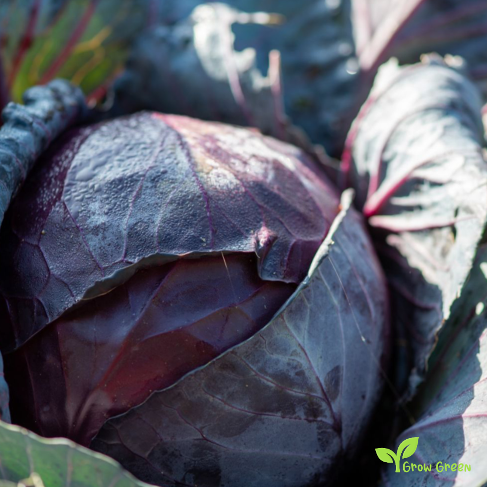 40 seeds of Red Cabbage - BRASSICA OLERACEA + 5 seeds of Sunflower
